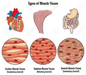 tipos de tejido muscular